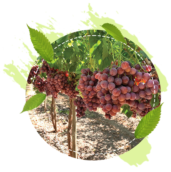 grapes farm